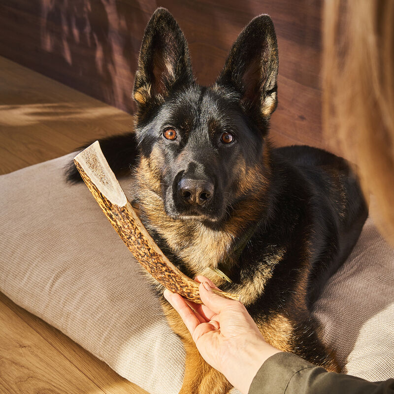 Buck Osbone, Antler - Extra Large image number null