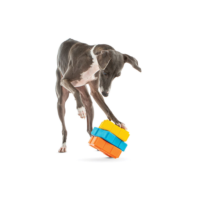 GURU, Dog X-Cube image number null
