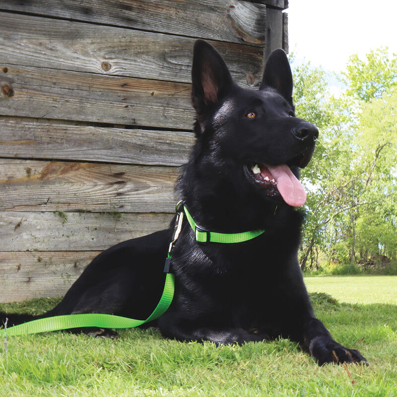 Adjustable Dog Collar, Green, Extra Small - 5/8" x 8"-12" image number null