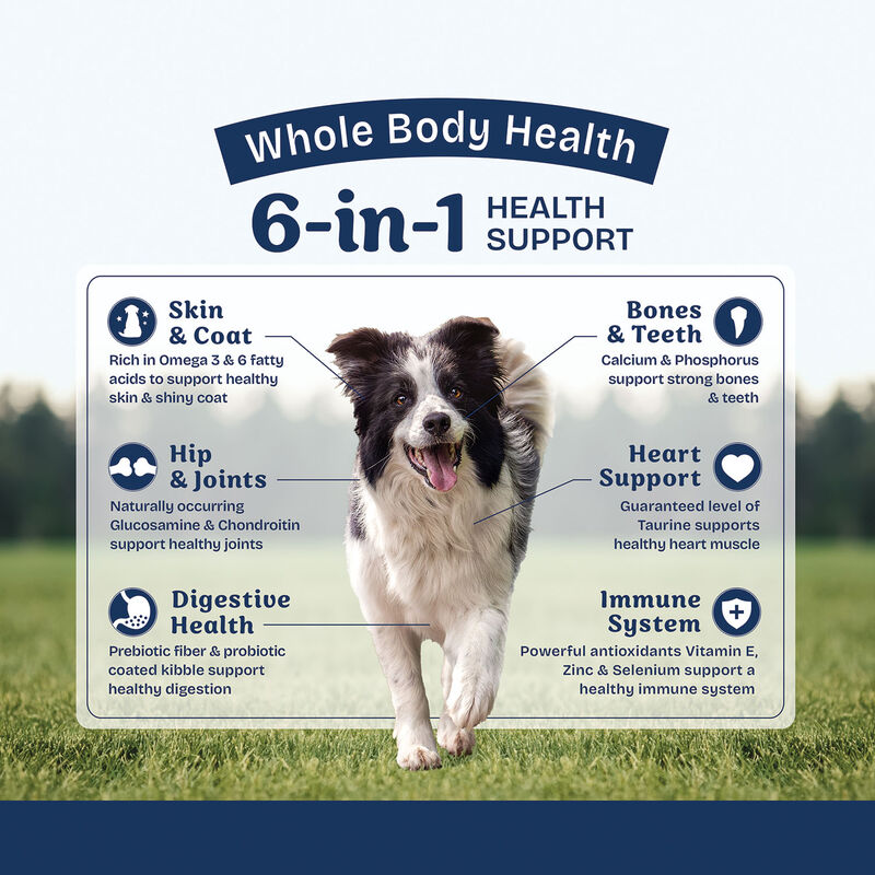 Natural Balance, Health Protection - Real Salmon, Brown Rice & Pumpkin Recipe - Dry Dog Food image number null