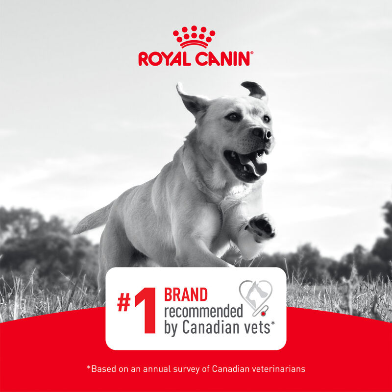 Royal Canin, Puppy, Breed Health -Cavalier King Charles - Dry Dog Food image number null