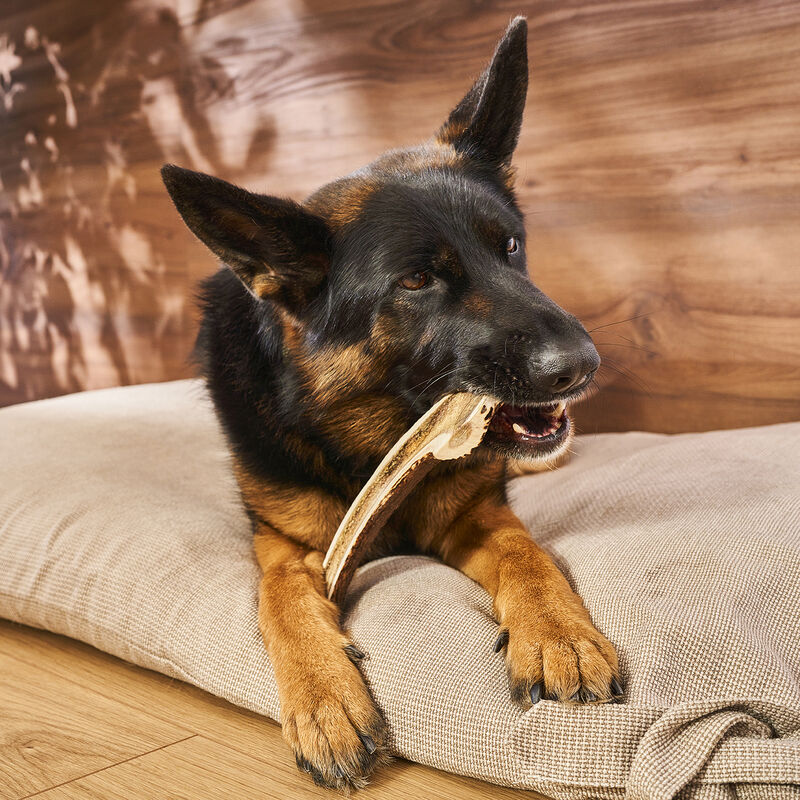 Buck Osbone, Antler - Extra Large Split image number null