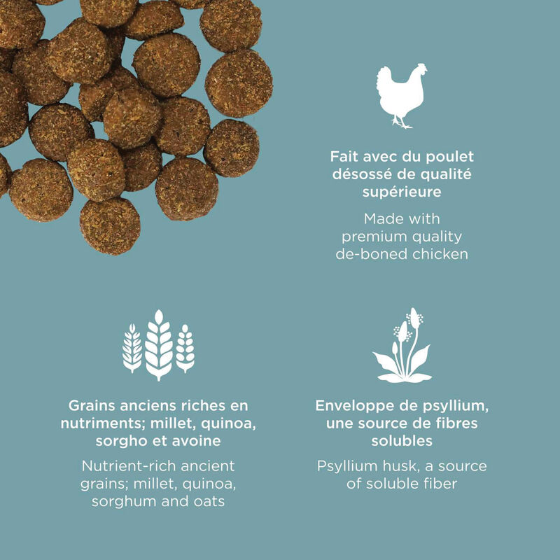 GO! SOLUTIONS, Adult - Digestion & Gut Health - Chicken with Grains for Dogs image number null