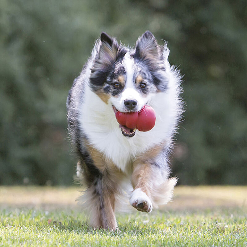 KONG, Classic - Red - Chew Dog Toy image number null
