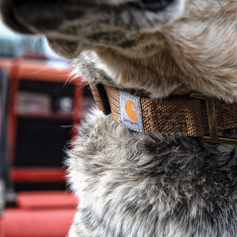 Carhartt Nylon Webbing Dog Collar - Light Brown image number null