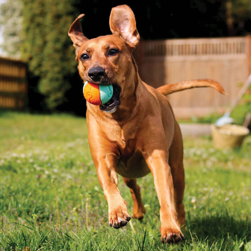 Bionic Super Squeak Ball Dog Toy  image number null