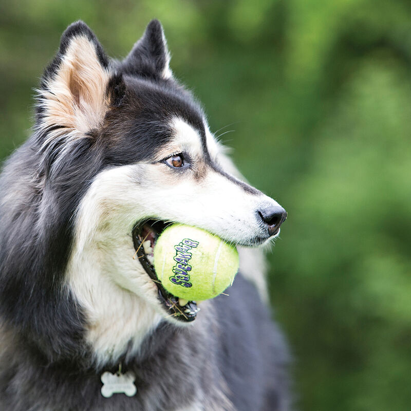 KONG, SqueakAir Tennis Balls - 3 Pk - Toss Dog Toy image number null