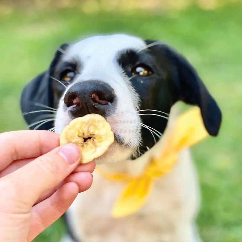 Healthybud, Vegan Banana Chips - Natural Dog Treat image number null