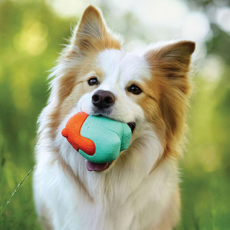 Bionic Super Squeak Bear Dog Toy  image number null