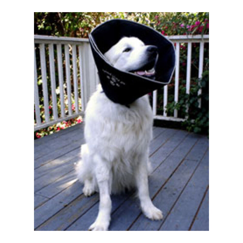 All Four Paws, Comfy Cone image number null