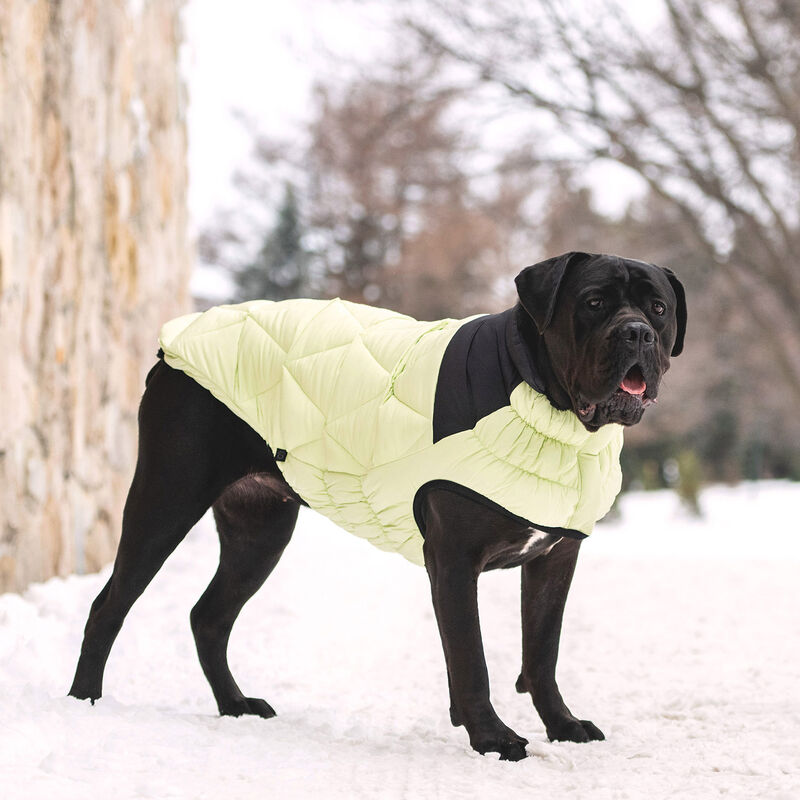 GF Pet, Diamond Puffer - Green image number null