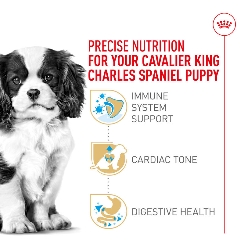Royal Canin, Puppy, Breed Health -Cavalier King Charles - Dry Dog Food image number null