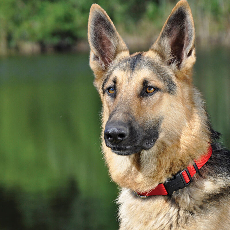 Adjustable Dog Collar with Plastic Buckle, Black, Extra Small - 3/8" x 8"-12" image number null