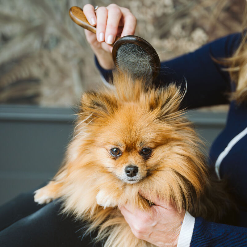 Tux, Studio Needle Brush &ndash; Dog Grooming Tool image number null