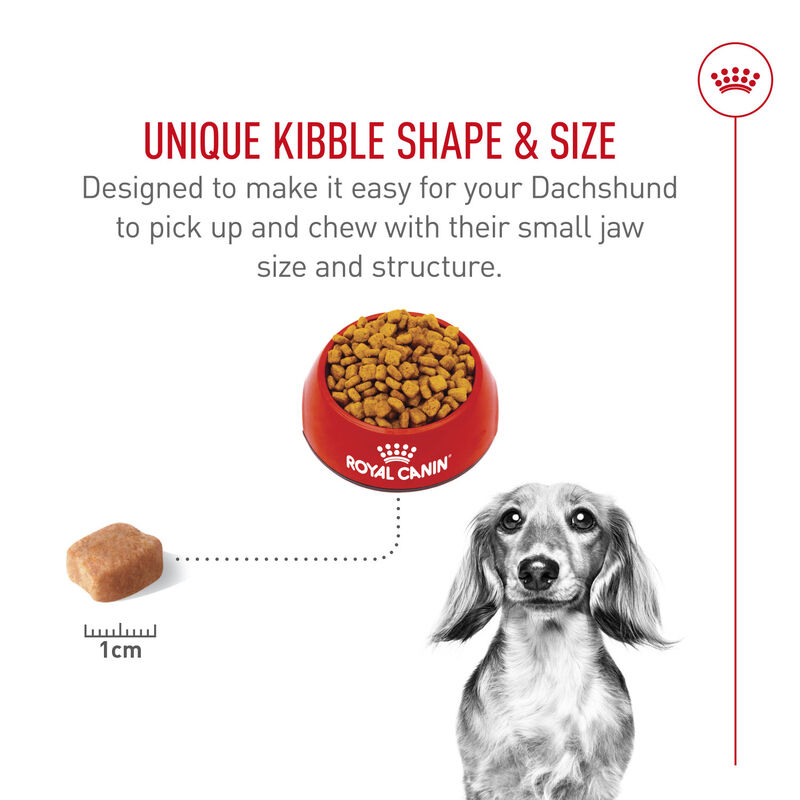 Royal Canin, Breed Health Nutrition Dachshund Adult - Dry Dog Food image number null