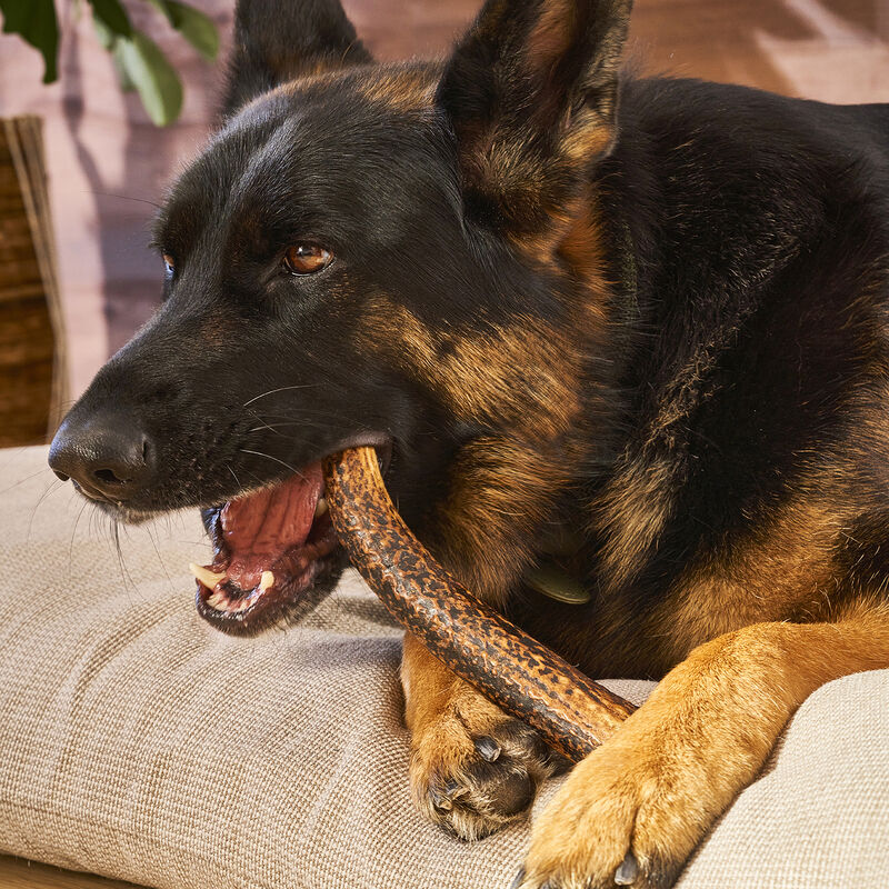 Buck Osbone, Antler - Extra Large image number null