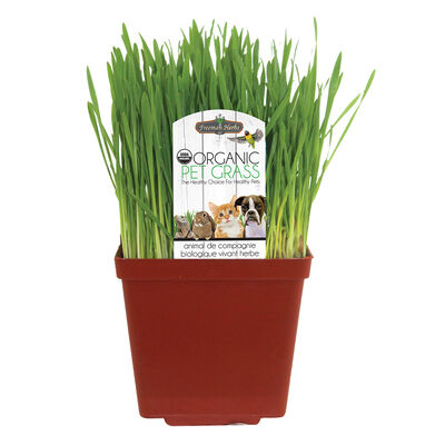 Freeman Herbs, Organic Pet Grass