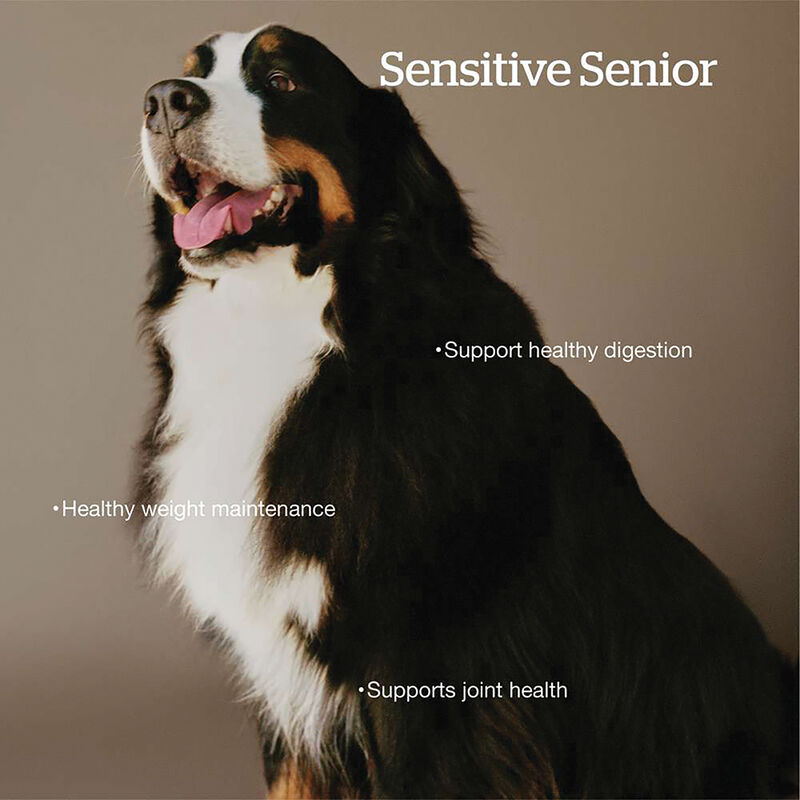 NOW FRESH, Senior GF Large Breed - 11.3 kg - Dry Dog Food image number null