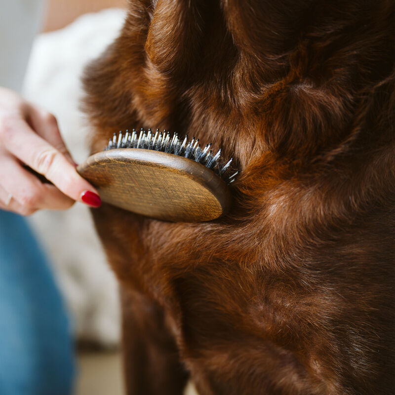 Tux, Studio Soft Bristle Brush &ndash; Dog Grooming Tool image number null