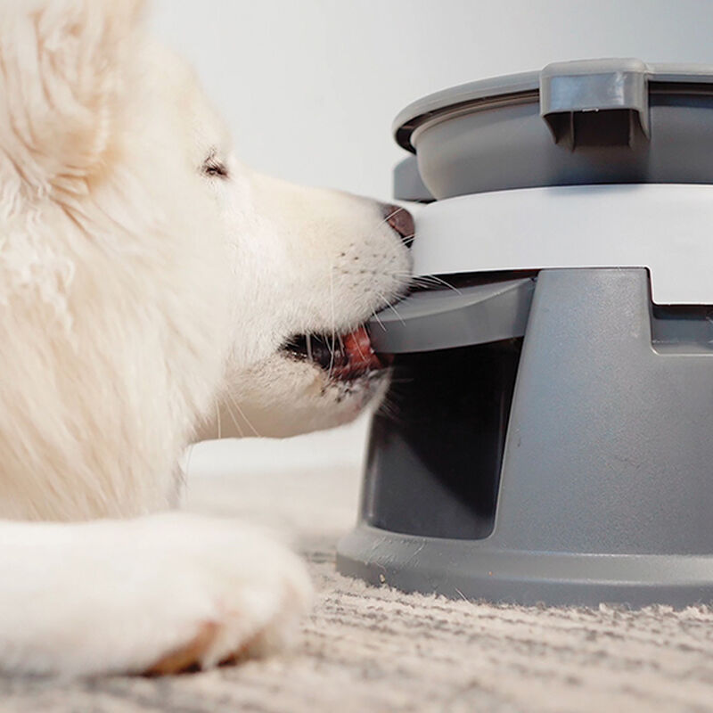 BeOneBreed, Intellidog - Dog Bowl image number null