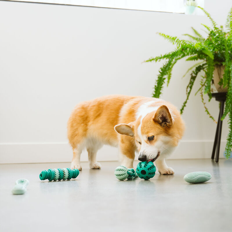 Bozzy Dental Dispenser Ball Dog Toy image number null