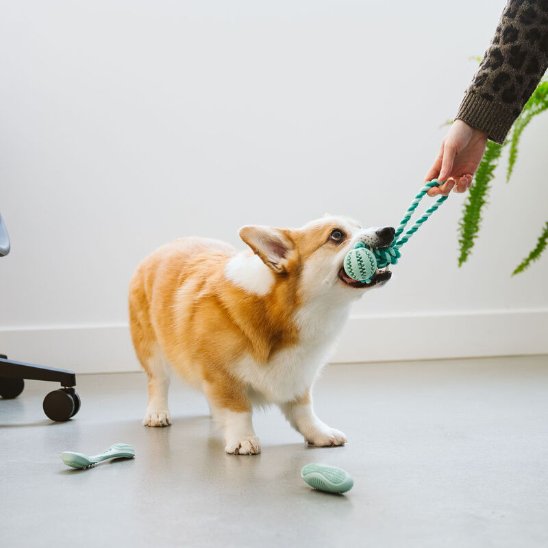 Bozzy Dental Ball with Rope Dog Toy image number null