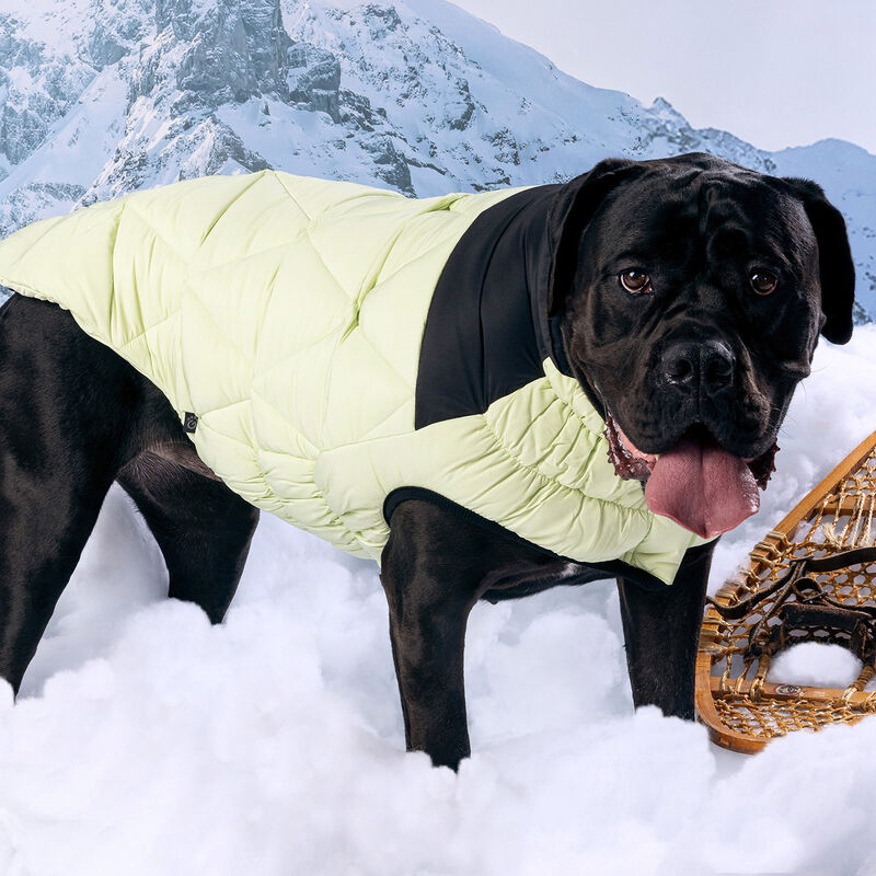 GF Pet, Diamond Puffer - Green image number null