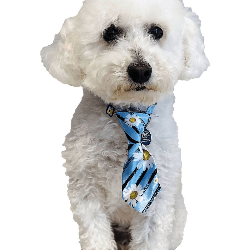 Cozymo Daily Neckties - Assorted 25 pcs image number null