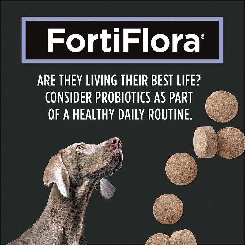 Pro Plan, Fortiflora Chewable Tablets image number null