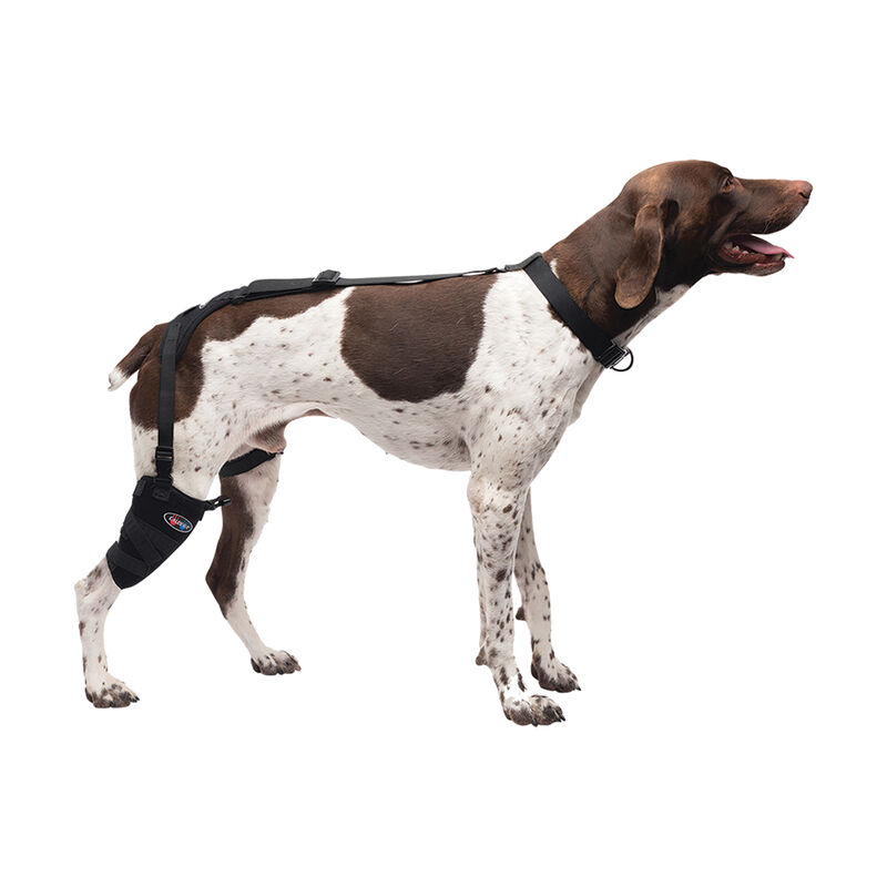 Caldera, Pet Therapy - Short Stifle Wrap with Therapy Gel - Medium image number null