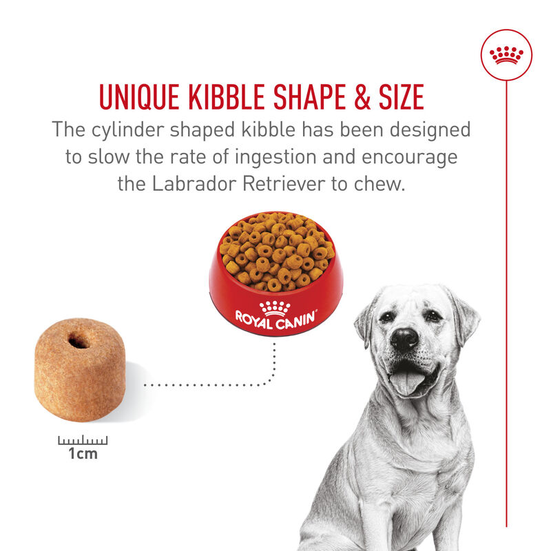 Royal Canin, Breed Health Nutrition Labrador Retriever Adult - Dry Dog Food image number null