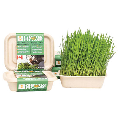 Lucky Kitty, Fog Farms - Organic Wheat Grass Kit