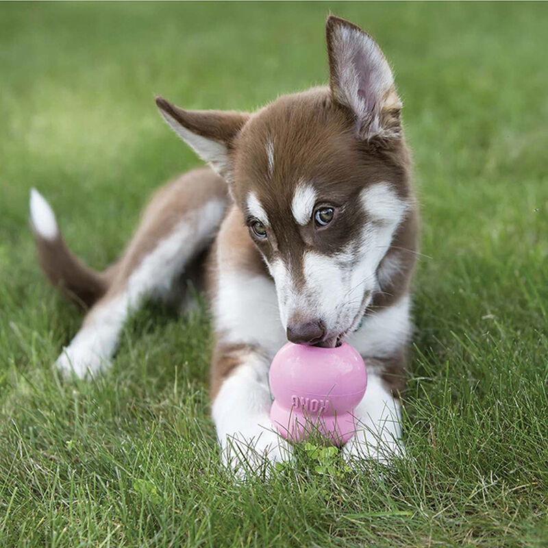 KONG, Easy Treat - Puppy - 8 oz - Dog Treat image number null