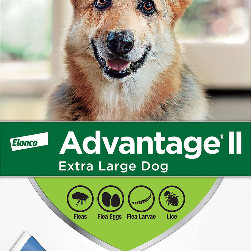 Advantage II, Extra Large Dog Flea Treatment & Protection, >25kg image number null