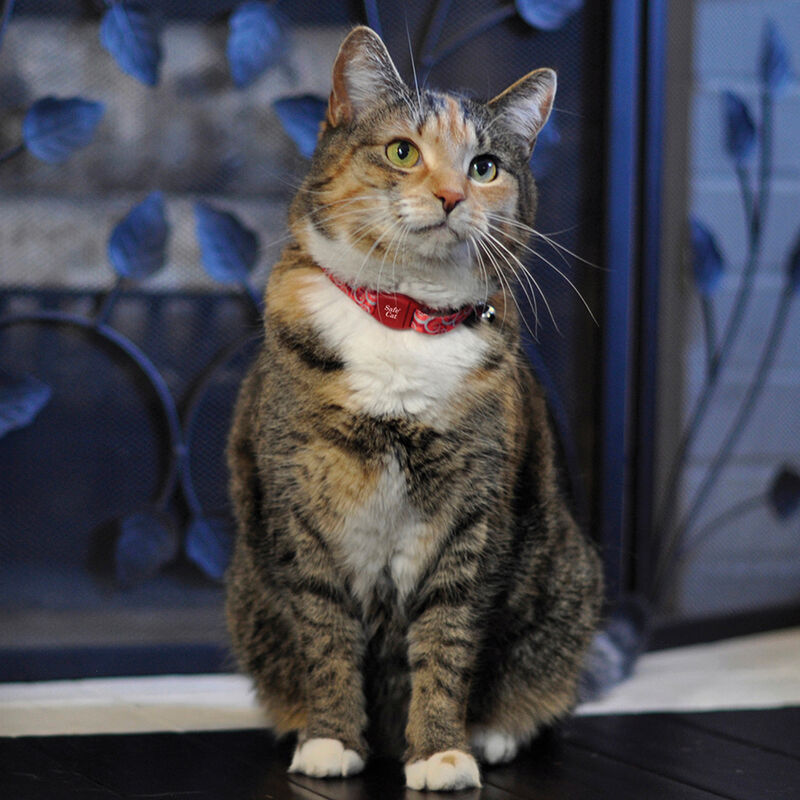 Cat Collar Adjustable Breakaway Magnetic Teal Peacock3/8 x 8-12" image number null