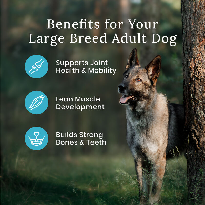 Blue Buffalo, Wilderness with More Meat & Wholesome Grains Large Breed Adult Dog - Salmon - Dry Dog  image number null