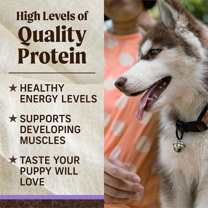Merrick, Puppy - Grain Free Beef & Sweet Potato - Dry Dog Food image number null