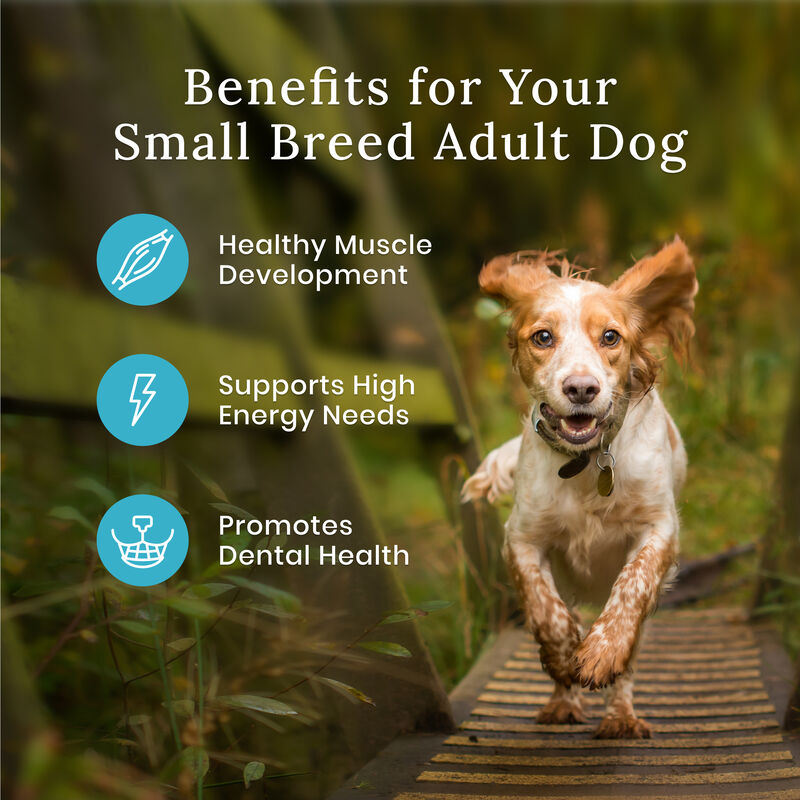 Blue Buffalo, Wilderness with More Meat & Wholesome Grains Small Breed Adult Dog - Chicken - Dry Dog image number null