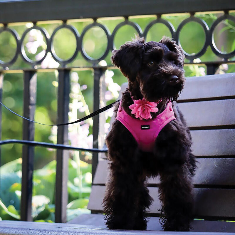 Microfiber Collar, Pink with Pink Flower, Petite Small - 3/8" x 8"-12" image number null