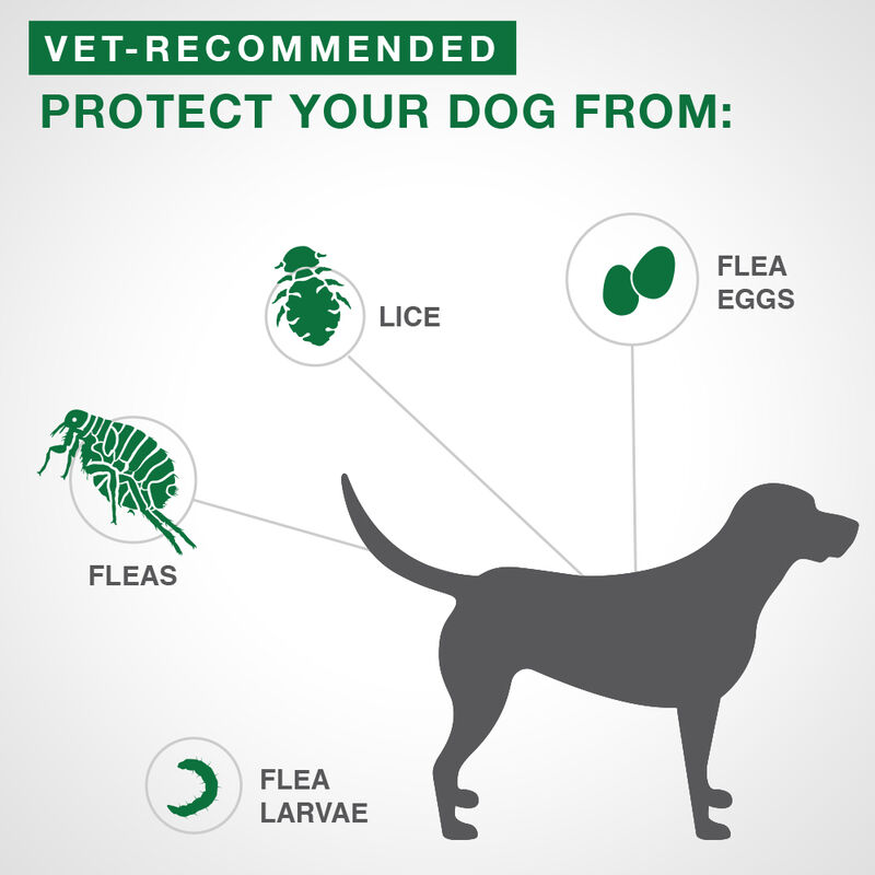 Advantage II, Extra Large Dog Flea Treatment & Protection, >25kg image number null