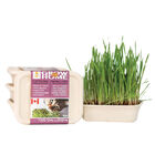 Lucky Kitty, Fog Farms - Rye Grass Kit image number null
