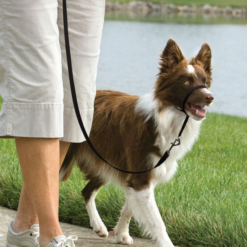 PetSafe, Headcollar - Black image number null