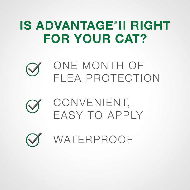 Advantage II, Large Cat Flea Treatment & Protection, 4kg+ image number null