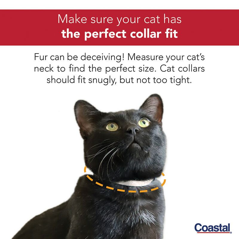 Cat Collar Adjustable Breakaway Snag Proof PinkFlam 3/8x8-12" image number null