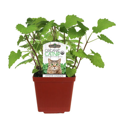 Freeman Herbs, Organic Catnip