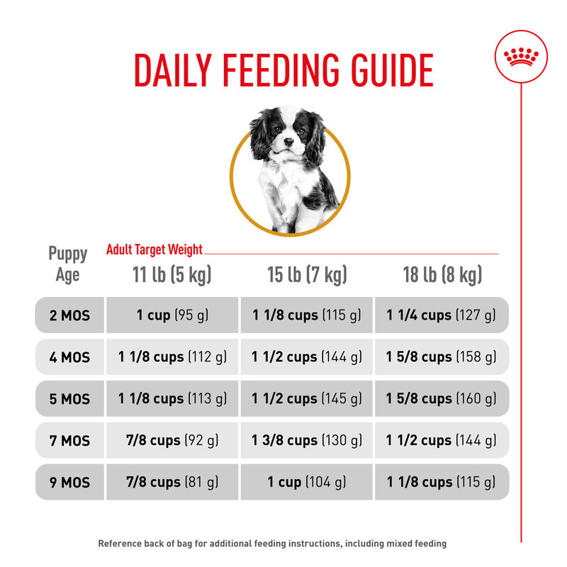 Royal Canin, Puppy, Breed Health -Cavalier King Charles - Dry Dog Food image number null