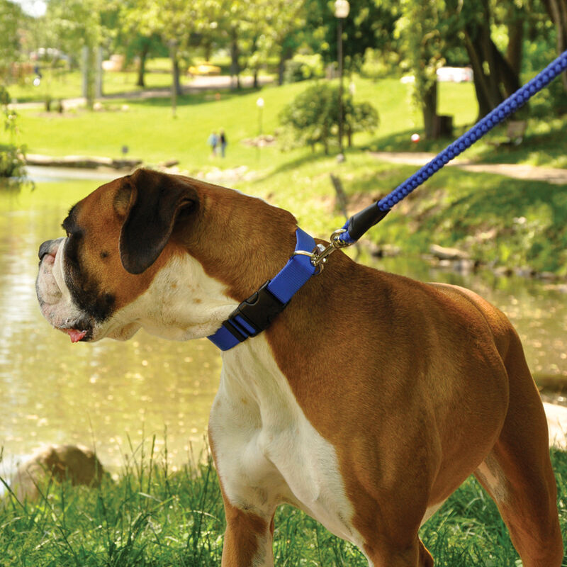 Adjustable Dog Collar with Plastic Buckle, Black, Extra Small - 3/8" x 8"-12" image number null