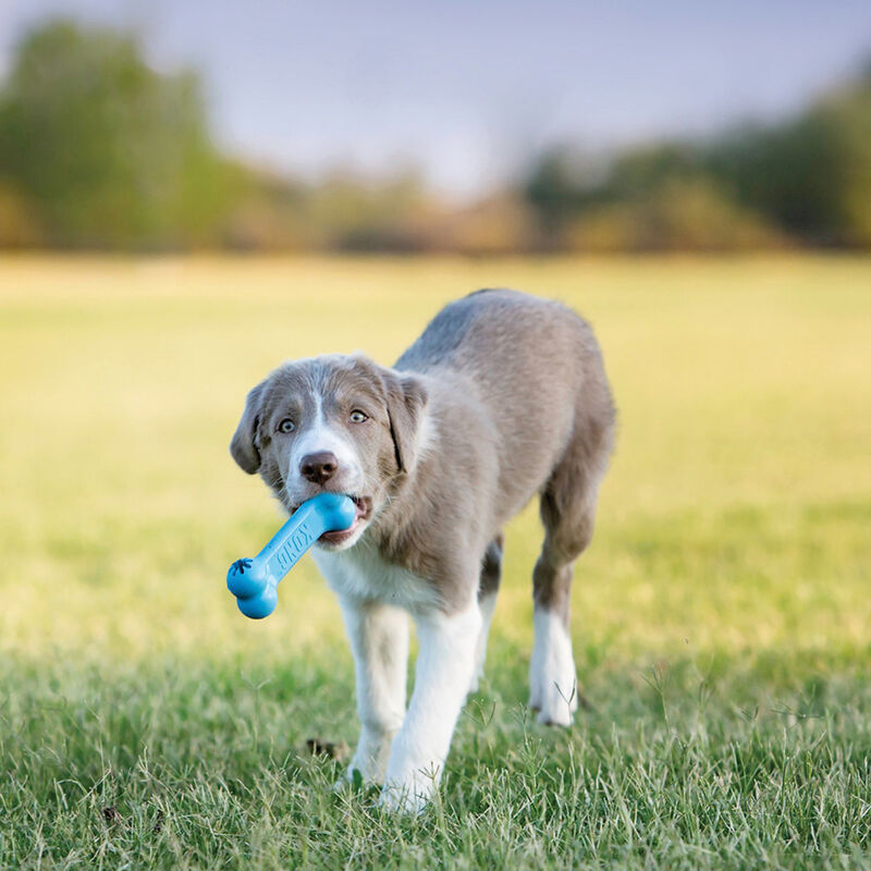 KONG, Puppy Goodie Bone - Chew Dog Toy image number null