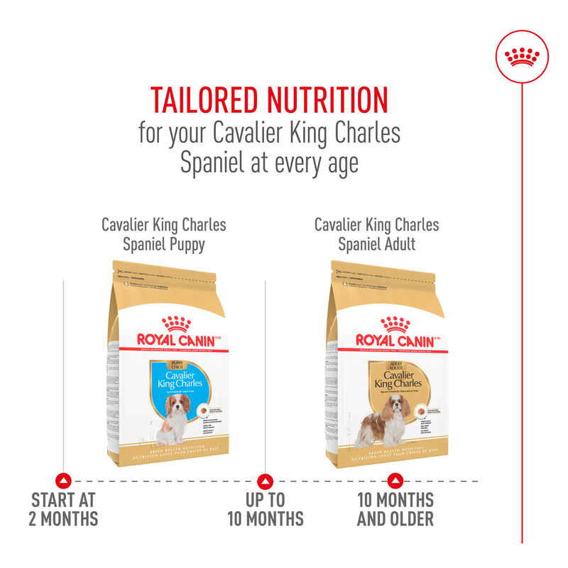 Royal Canin, Puppy, Breed Health -Cavalier King Charles - Dry Dog Food image number null