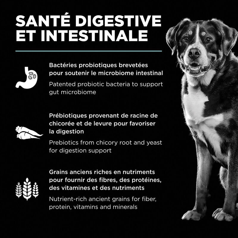 GO! SOLUTIONS, Adult - Digestion & Gut Health - Chicken with Grains for Dogs image number null